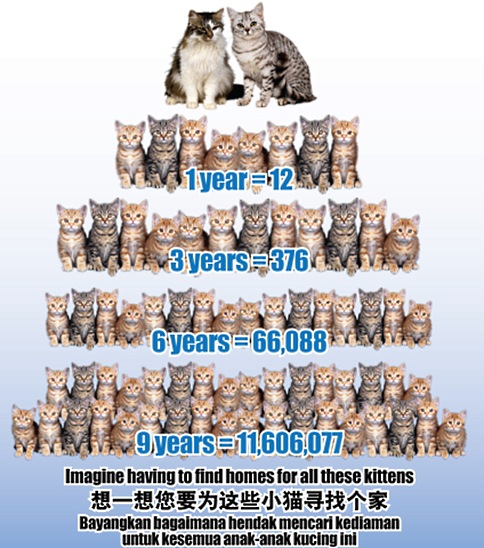 Over-population of cats