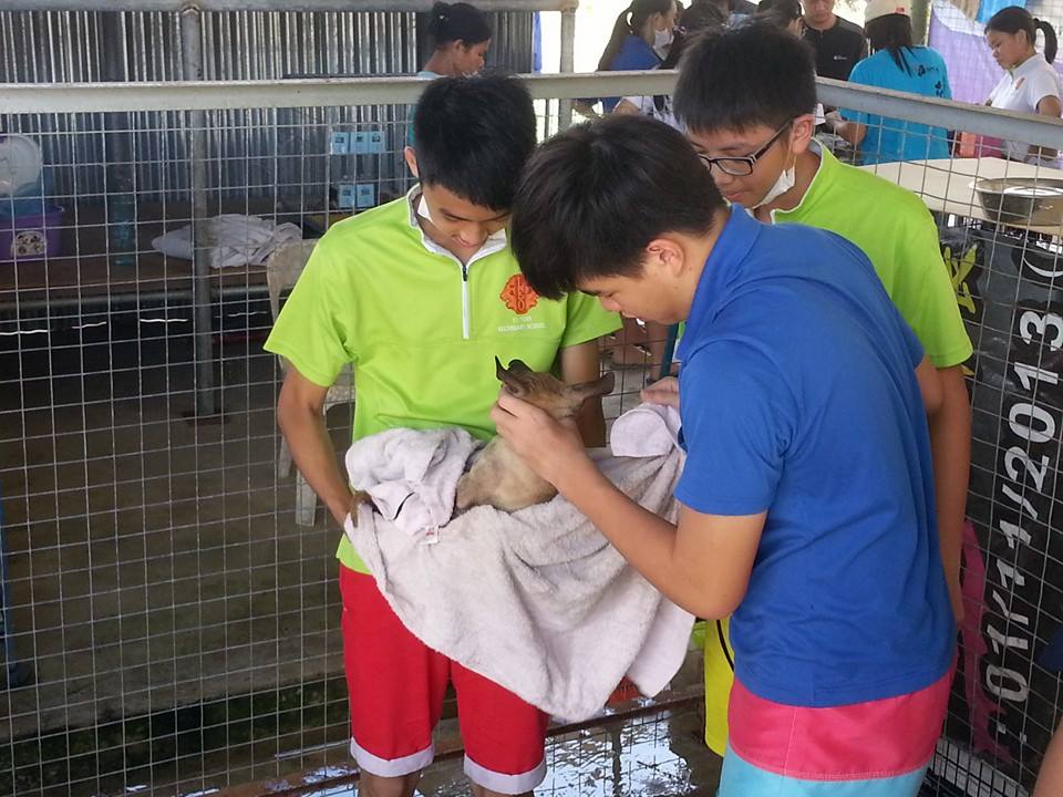 Volunteers at SPCA Shelter Sandakan